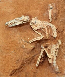 This shrew-sized Cretaceous-age mammal was uncovered in the Gobi Desert. / AMNH/S. Goldberg, M. Novacek