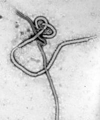 エボラウィルス属（Ebola virus em）