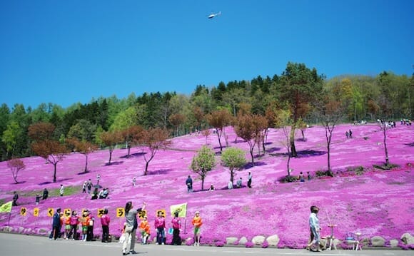 芝ざくら滝上公園 / Facebook