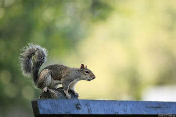 Squirrel! / Dino Quinzani