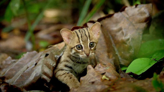 地上の 安心させる キラウエア山 世界 一 小さい 猫 値段 Nakamura Nouen Jp