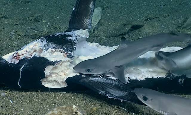 深海で大魚がサメを丸のみにする弱肉強食ビデオ Nobuyuki Kokai