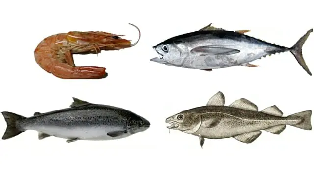 過食される4種類の魚 代わりに何を食べるべきか Ted Paul Greenberg Nobuyuki Kokai