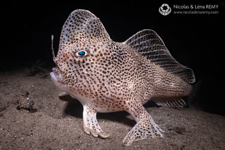 Habndfish
